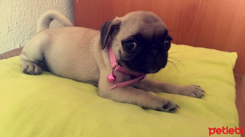 Pug, Köpek  Mia  fotoğrafı