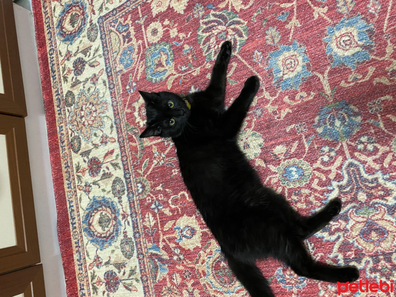 Bombay, Kedi  ZEYTİN fotoğrafı