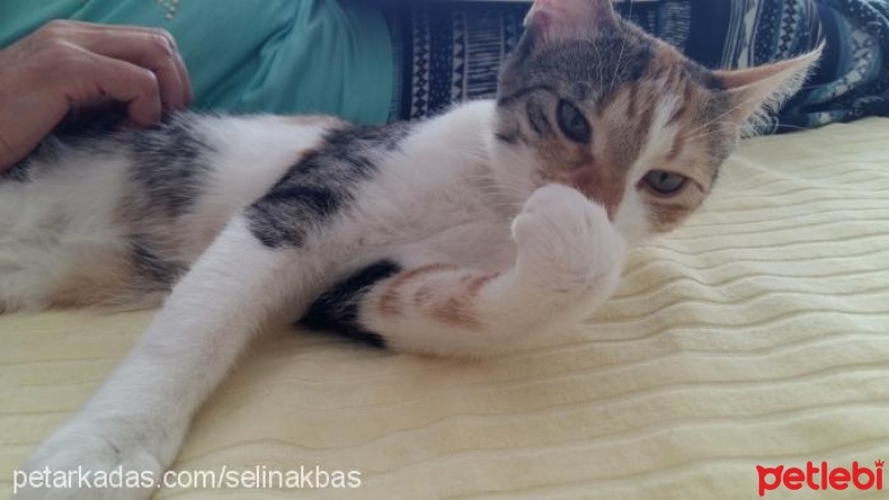 Ankara Kedisi, Kedi  Mia fotoğrafı