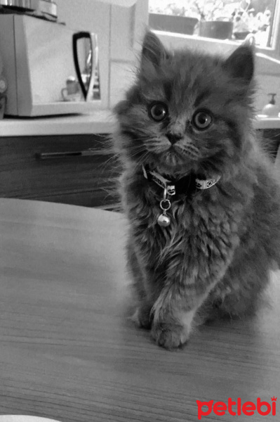 British Shorthair, Kedi  Merry fotoğrafı