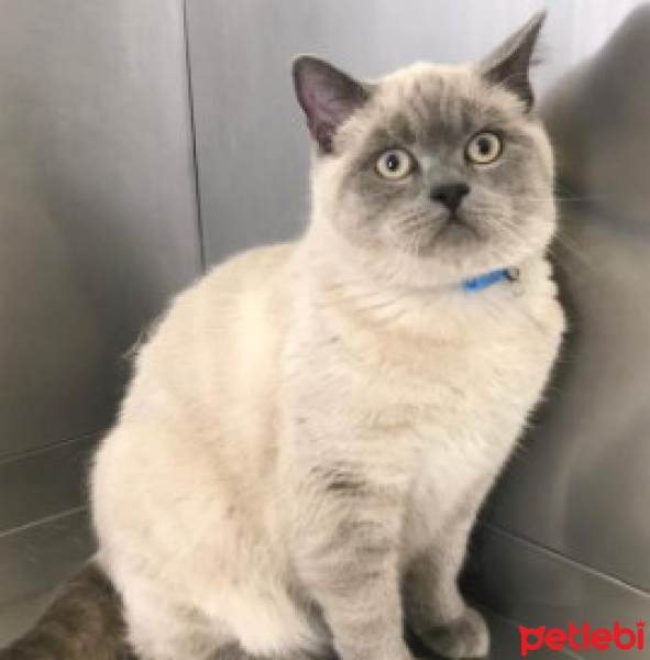 British Shorthair, Kedi  SIDIKA fotoğrafı