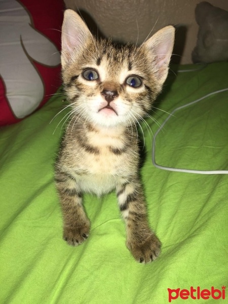 Tekir Kedi, Kedi  Peri fotoğrafı