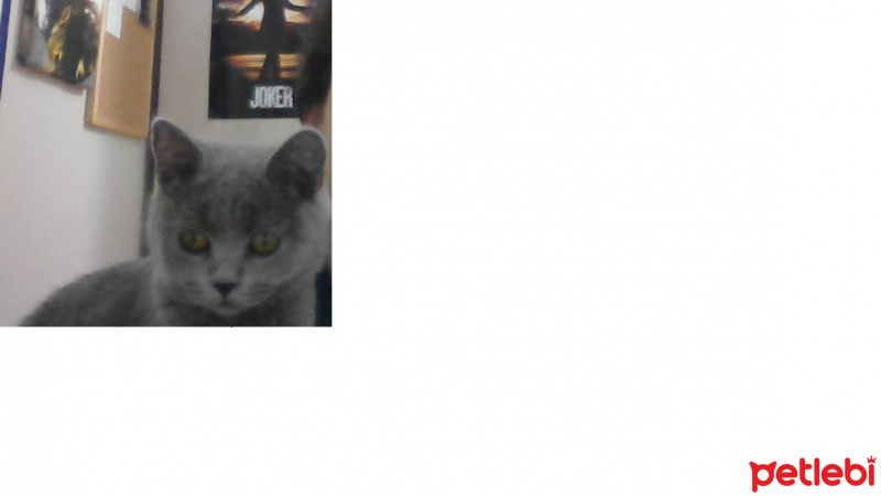 British Shorthair, Kedi  NYX fotoğrafı