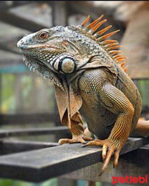 İguana, Sürüngen  cozıl fotoğrafı