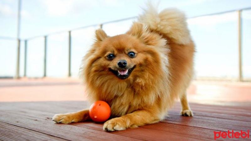 Pomeranyalı, Köpek  maya fotoğrafı