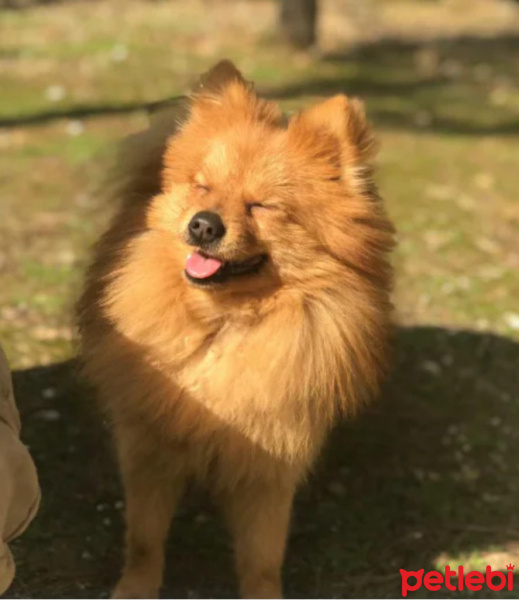 Pomeranyalı, Köpek  maya fotoğrafı