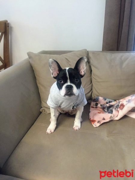 Fransız Bulldog, Köpek  Ruby fotoğrafı