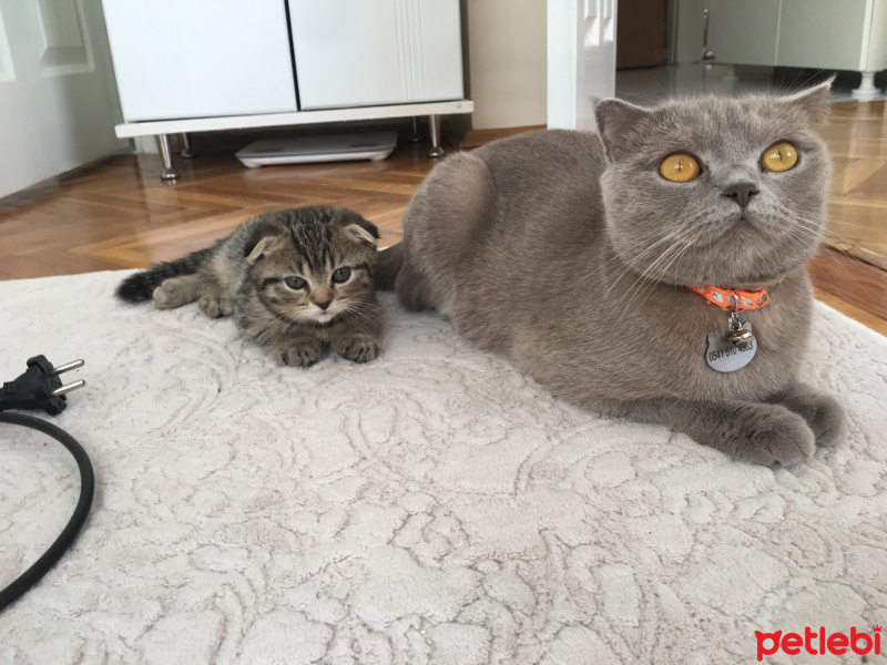 British Shorthair, Kedi  Hermonie fotoğrafı
