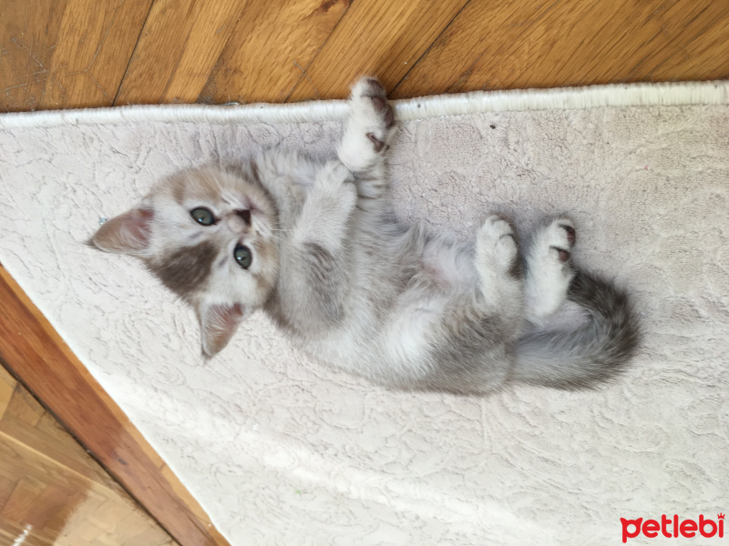 British Shorthair, Kedi  Hermonie fotoğrafı