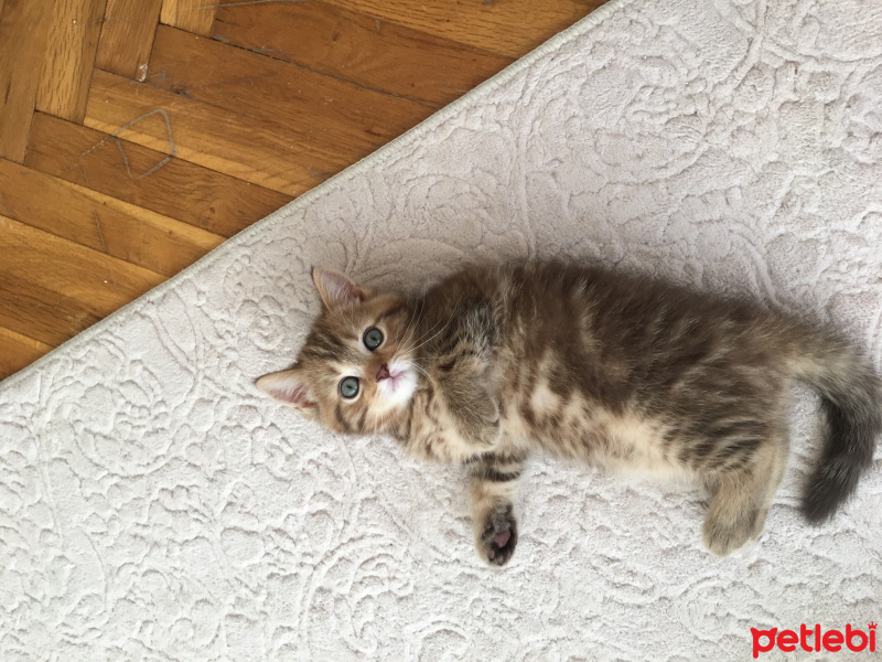 British Shorthair, Kedi  Hermonie fotoğrafı