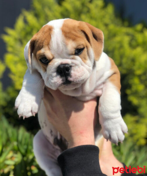 Amerikan Bulldog, Köpek  maya fotoğrafı