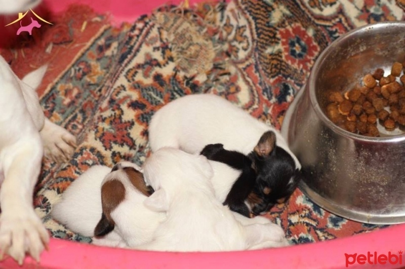 Jack Russell Terrier, Köpek  jacky fotoğrafı