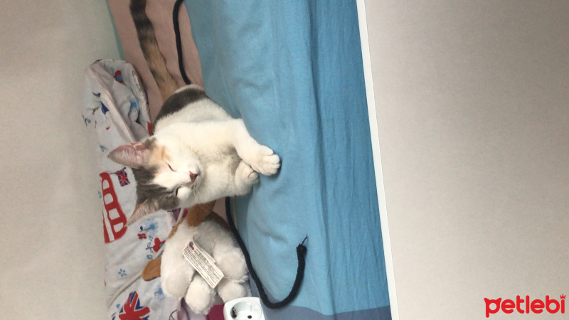 Tekir Kedi, Kedi  Zeyna fotoğrafı