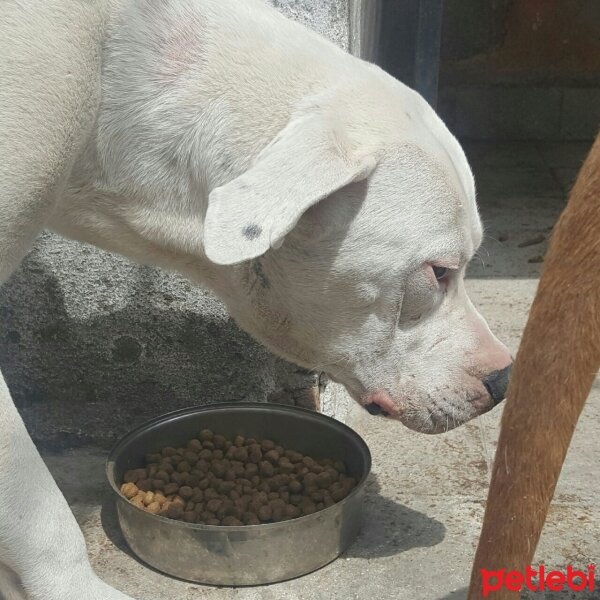 Dogo Arjantin, Köpek  Ayaz fotoğrafı