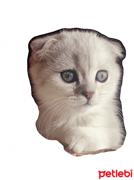 Scottish Fold, Kedi  Gümüş fotoğrafı