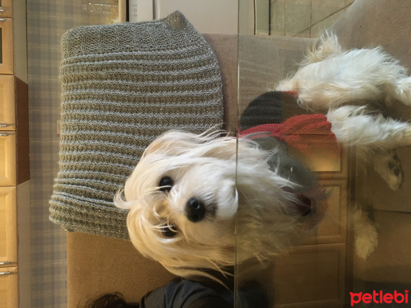 Maltese, Köpek  Lili fotoğrafı