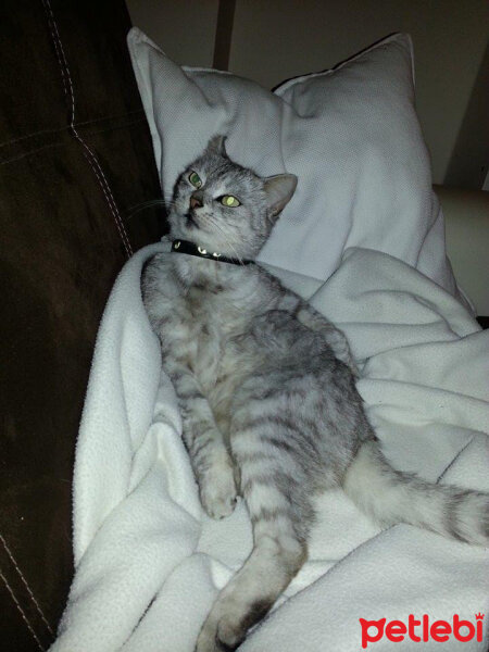 Scottish Fold, Kedi  Panter fotoğrafı