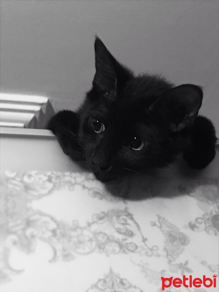 Bombay, Kedi  Luci fotoğrafı