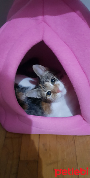 Tekir Kedi, Kedi  Boncuk fotoğrafı