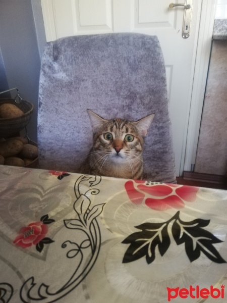 Tekir Kedi, Kedi  Cücü fotoğrafı