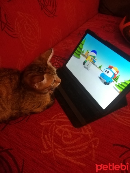 Tekir Kedi, Kedi  Cücü fotoğrafı