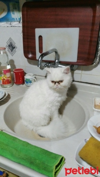 İran Kedisi (Persian), Kedi  nazlı fotoğrafı