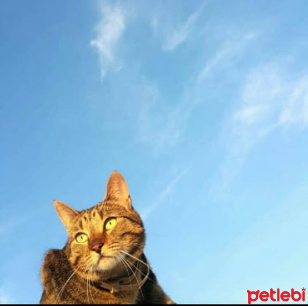 Tekir Kedi, Kedi  Müezza fotoğrafı