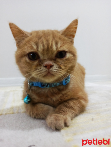 Scottish Fold, Kedi  Mıncır fotoğrafı