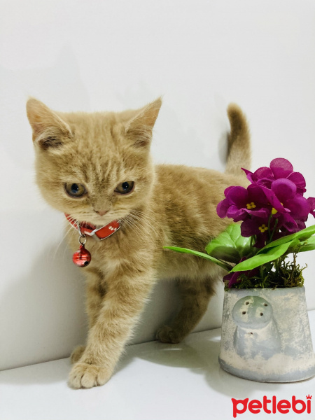 Scottish Fold, Kedi  Mıncır fotoğrafı