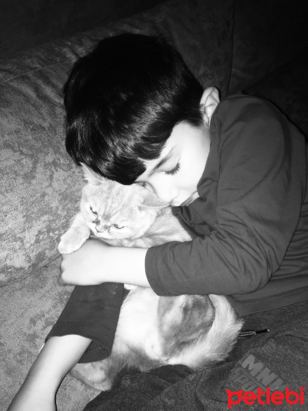 Scottish Fold, Kedi  Mıncır fotoğrafı