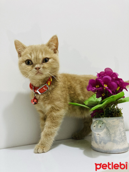 Scottish Fold, Kedi  Mıncır fotoğrafı