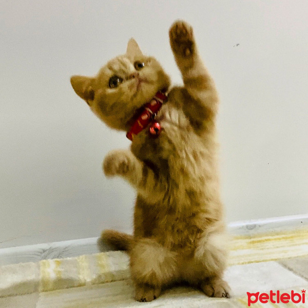 Scottish Fold, Kedi  Mıncır fotoğrafı