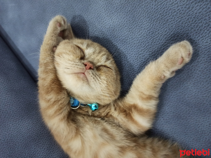 Scottish Fold, Kedi  Mıncır fotoğrafı
