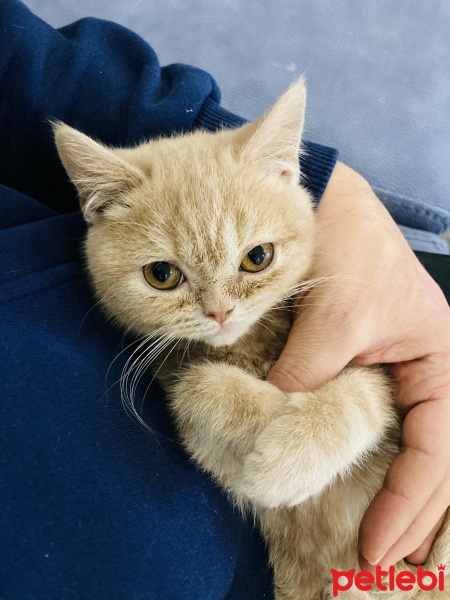 Scottish Fold, Kedi  Mıncır fotoğrafı
