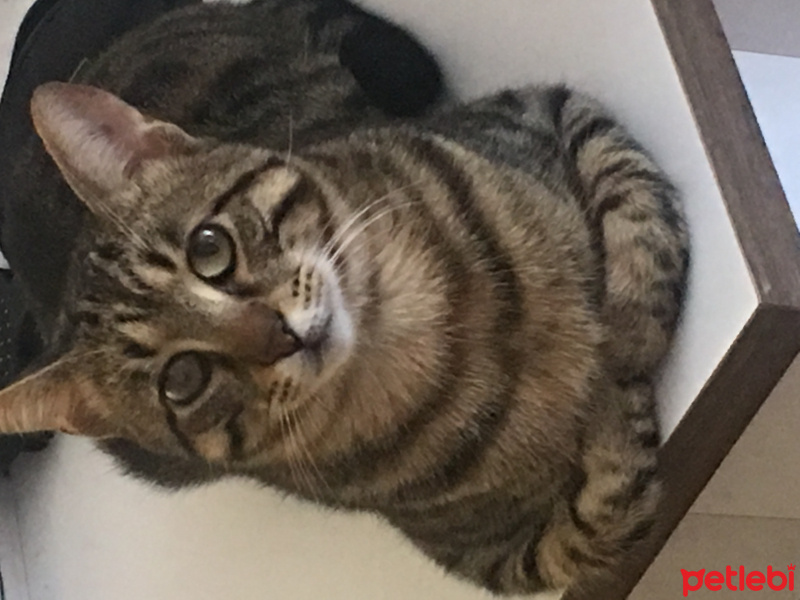 Tekir Kedi, Kedi  Abuzer fotoğrafı