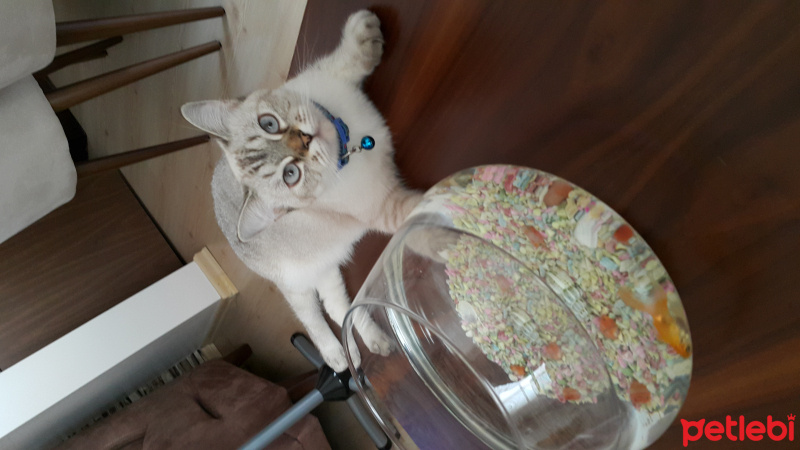 Chinchilla, Kedi  Duman fotoğrafı