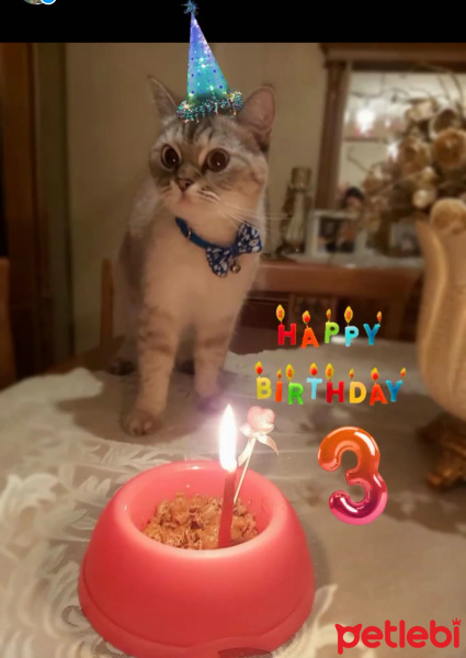 Chinchilla, Kedi  Duman fotoğrafı
