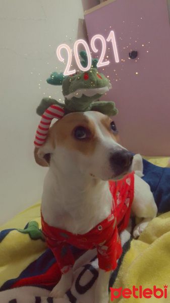 Jack Russell Terrier, Köpek  COOKİE fotoğrafı
