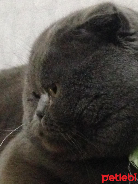 Scottish Fold, Kedi  Mıroskhovski fotoğrafı