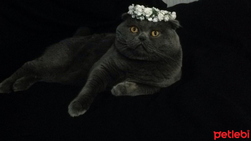 Scottish Fold, Kedi  Mıroskhovski fotoğrafı