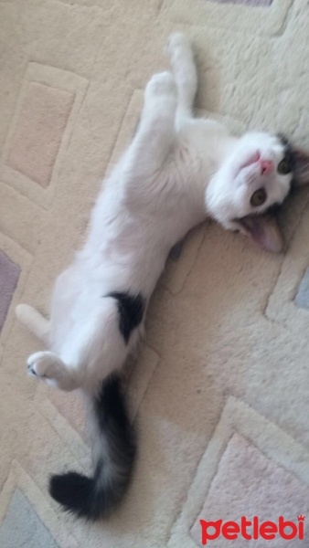 Tekir Kedi, Kedi  Kontes fotoğrafı