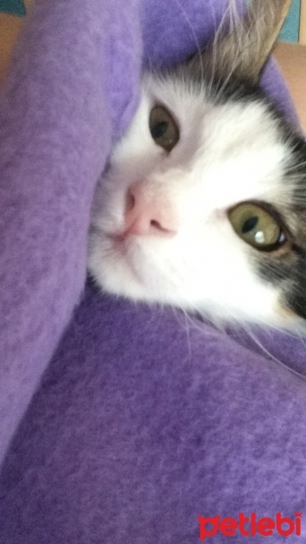 Tekir Kedi, Kedi  Kontes fotoğrafı