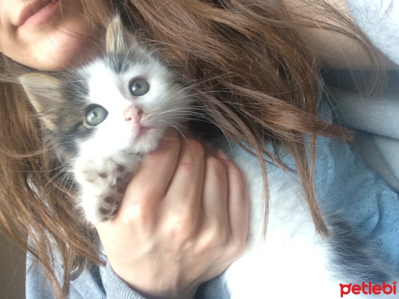 Tekir Kedi, Kedi  Kontes fotoğrafı