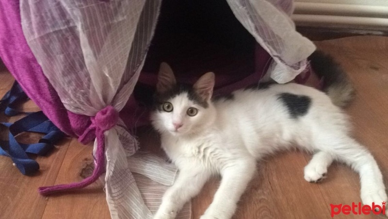 Tekir Kedi, Kedi  Kontes fotoğrafı