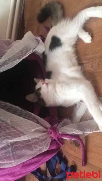 Tekir Kedi, Kedi  Kontes fotoğrafı