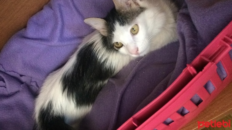 Tekir Kedi, Kedi  Kontes fotoğrafı