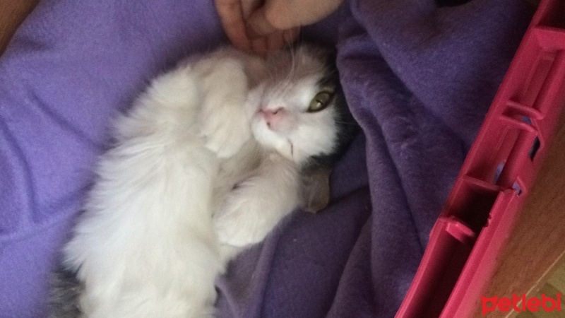 Tekir Kedi, Kedi  Kontes fotoğrafı