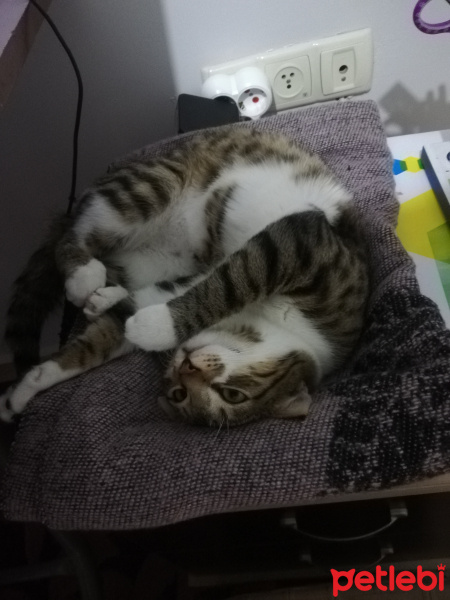 Tekir Kedi, Kedi  Gezo fotoğrafı