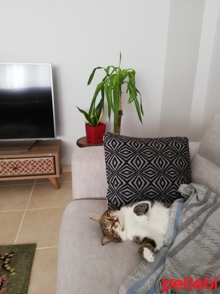 Tekir Kedi, Kedi  Gezo fotoğrafı