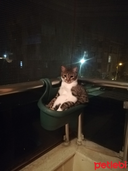 Tekir Kedi, Kedi  Gezo fotoğrafı